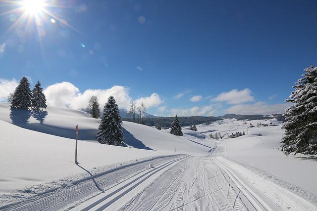 Sapins enneiges - Jura